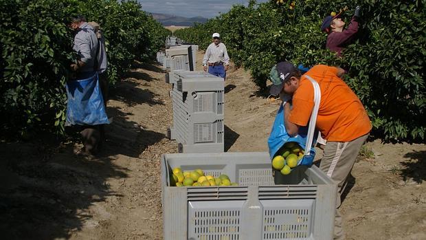 Trabajadores recogen cítricos en Palma del Río