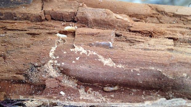 Imagen de las termitas que atacan la madera del tejado del santuario