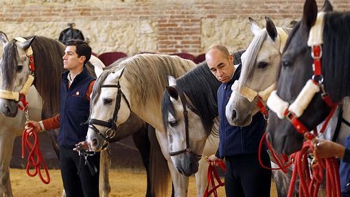 Caballos en Caballerizas Reales