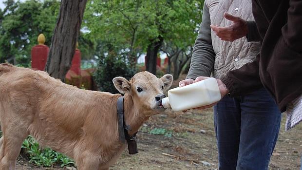 Un pequeño ternero en una granja escuela