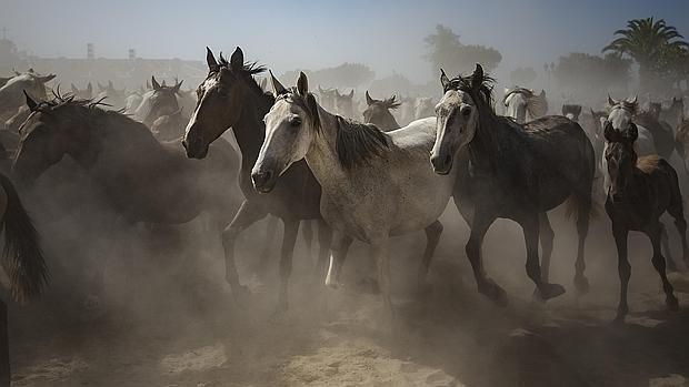 Concentración de ganado en la Marisma Gallega de Doñana