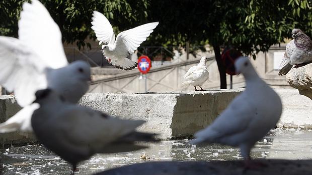 Palomas en una fuente de la capital cordobesa