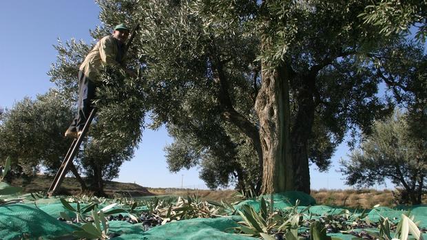 Recogida de aceituna en una explotación agrícola