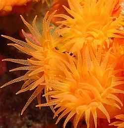 A patadas con el coral de Granada: los buzos ponen en peligro el fondo marino