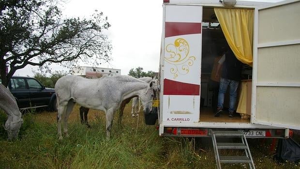 Dos caballos beben agua en una parada del camino