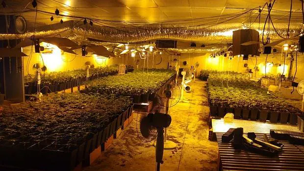 Plantación de marihuana indoor en una nave de Lucena
