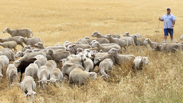 Un rebaño de ovejas en la provincia de Córdoba
