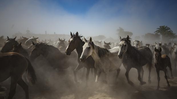 Saca de las yeguas en Almonte