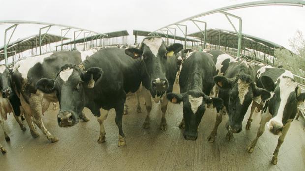 En la finca intervenida había un centenar de vacas