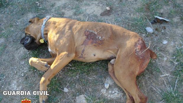 Se enfrenta a 8 meses de cárcel por dejar cojo a un Pitbull