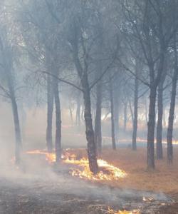 Incendio en Gibraleón