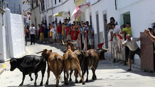 Suelta de vaquillas del año pasado