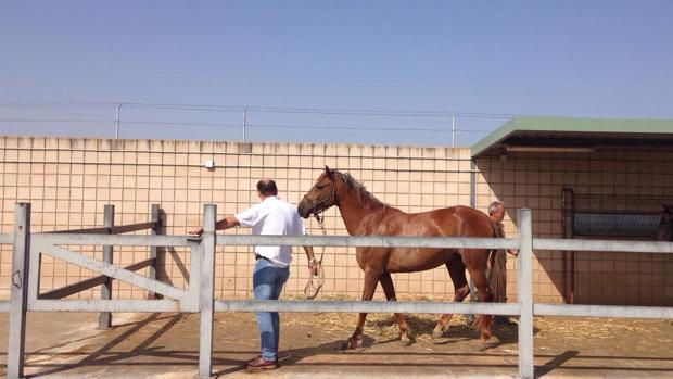 Uno de los caballos en el Centro de Control Animal