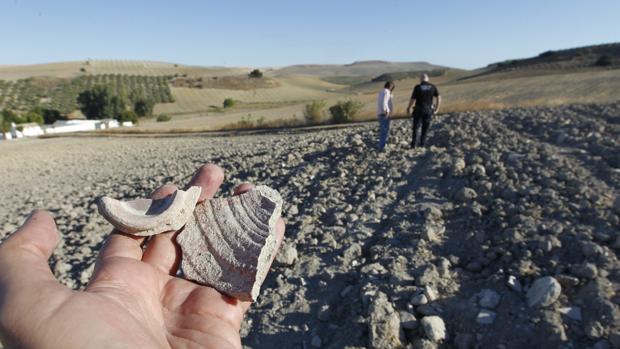 La Fiscalía de Córdoba pide 8 años de prisión para los agricultores que destrozaron Ategua