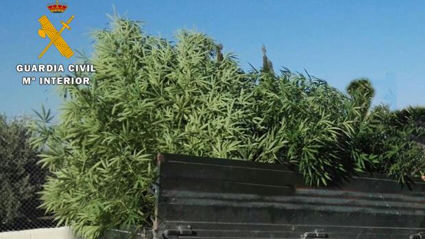 Desmanteladas dos plantaciones de marihuana en Fernán Núñez y Montemayor