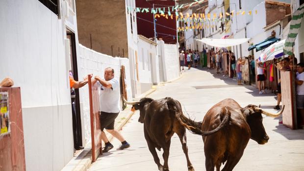 El Viso vive los encierros de «las vaquillas»