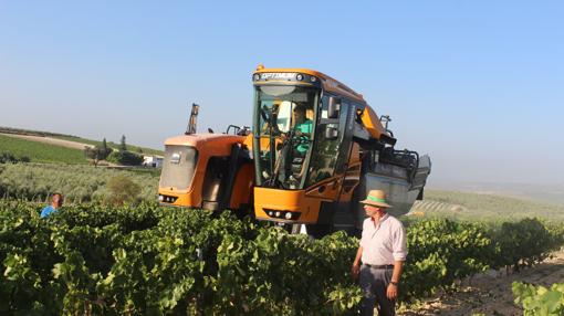 Arranca la vendimia en la sierra de Montilla