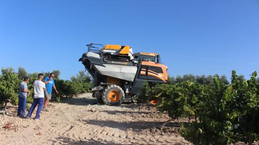 Arranca la vendimia en la sierra de Montilla