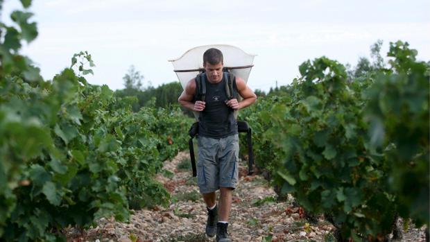 Un vendimiador, en un viñedo francés