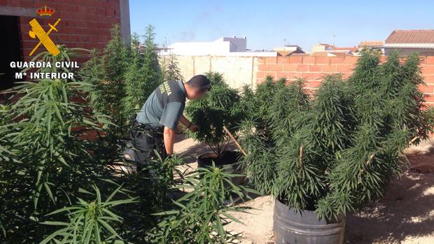 Imagen de la plantación de marihuana, facilitada por la Guardia Civil