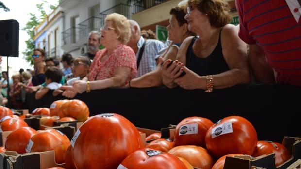 Los tomates huevo de toro son reconocidos internacionalmente