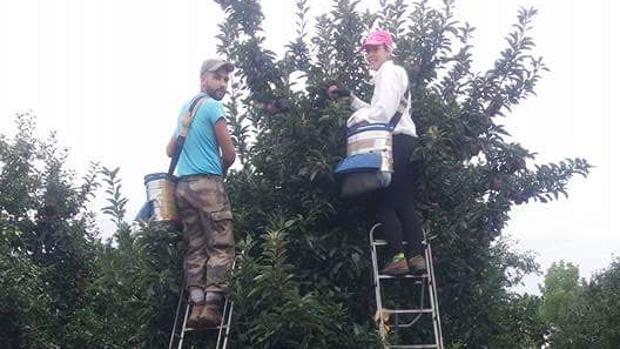 Isabel M. durante la recolecta de manzanas en Francia junto a un compañero