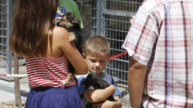 Unos niños cogen en brazos a dos cachorros del centro