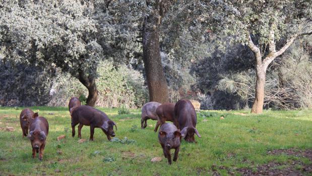 Los Pedroches espera una «buena» campaña de bellota