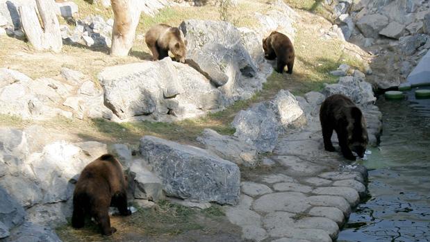 Osos pardos en el Zoológico de Córdoba