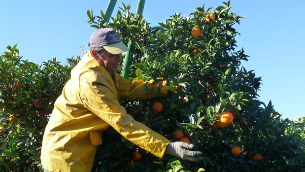 Recogida de la naranja en Palma del Río