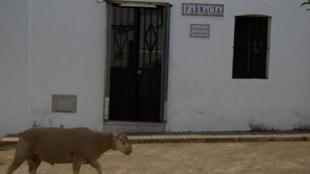 Un rebaño de ovejas pasasa delante de unafarmacia rural