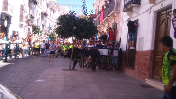 Cientos de aficionados acuden a la celebración del toro de cuerda