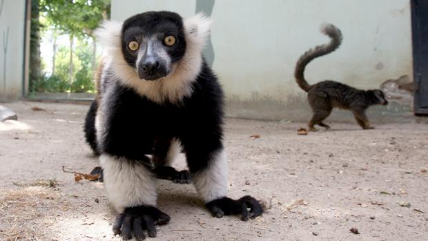 Visitar a los animales del Zoo va a salir el doble de caro