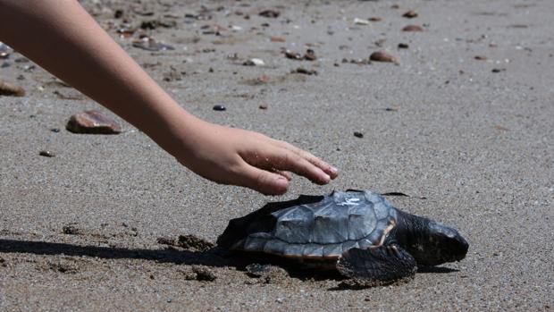 Una tortuga boba es soltada en la playa de Almería