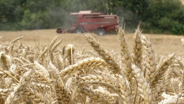 Una cosechadora recolectando trigo