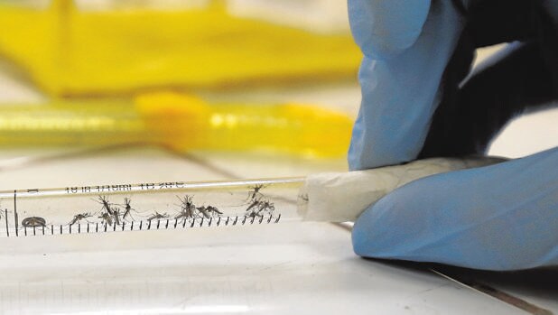 Mosquitos examinados en unas pruebas de laboratorio