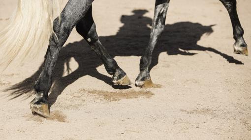 Detalle de las manos y patas de un equino