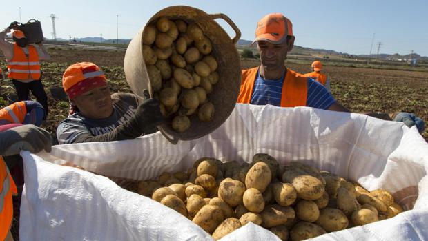 Recogida de patatas en una finca