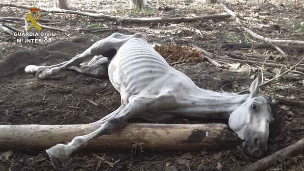 El caballo hallado muerto en una finca de Granada