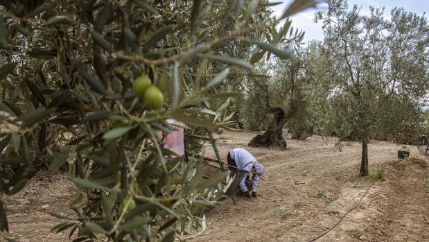 Recogida de aceituna en un olivar