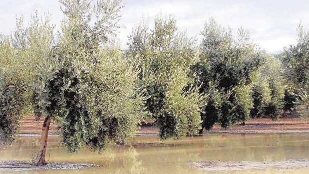 Agua encharcada en un olivar tras la lluvia