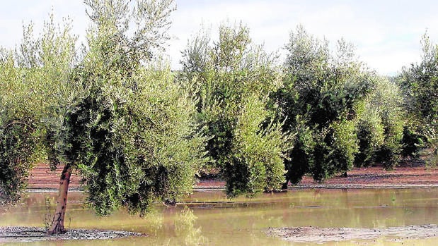 Agua encharcada en un olivar tras la lluvia