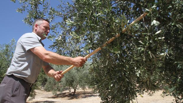 Un hombre varea un olivo en un campo de la provincia de Córdoba