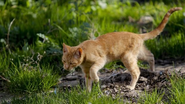 Un gato callejero en un jardín