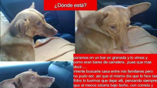 Los desaparecidos de Parque Animal