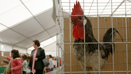 Un gallo en una de las ediciones de Avicor