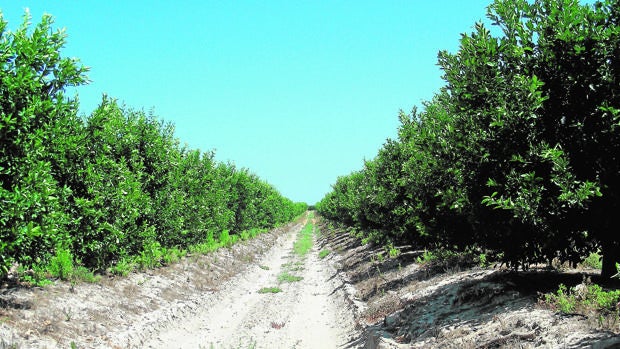 Los olivares cordobeses no han logrado un mayor rendimiento con las lluvias