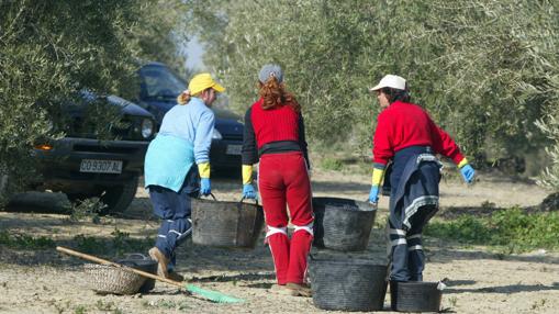 Recogida de aceituna en la provincia