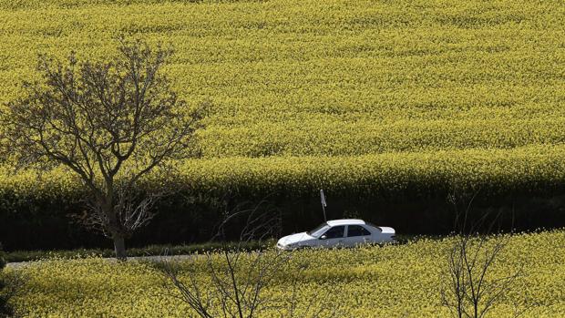 Un vehículo pasa por campos cultivados de colza