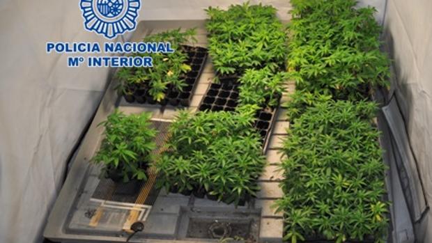 Plantas de marihuana incautadas en Lucena